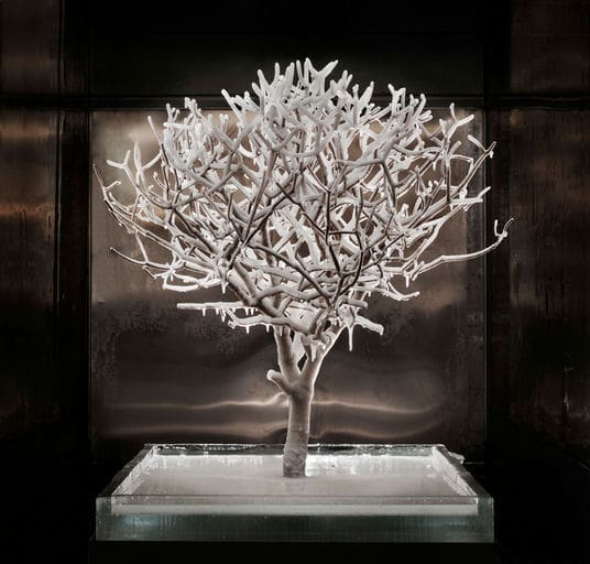 Phase (Frozen Tree)